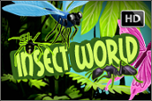 slot gratis insect world